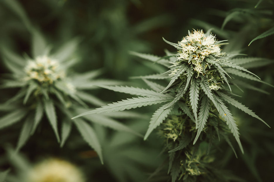 marijuana-flower-bud.jpg