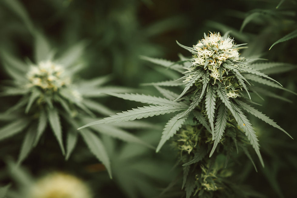 marijuana-flower-bud.jpg