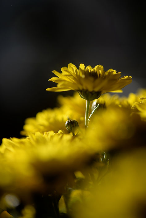 AB333A7A-6721-478E-A54F-3C72E42AE064_1_201_a.jpeg
