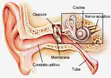 Otosclerosi? Spesso la diagnosi è sbagliata, e i riflessi mancano per l’idrope