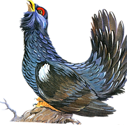 imgbin_bird-western-capercaillie-windows