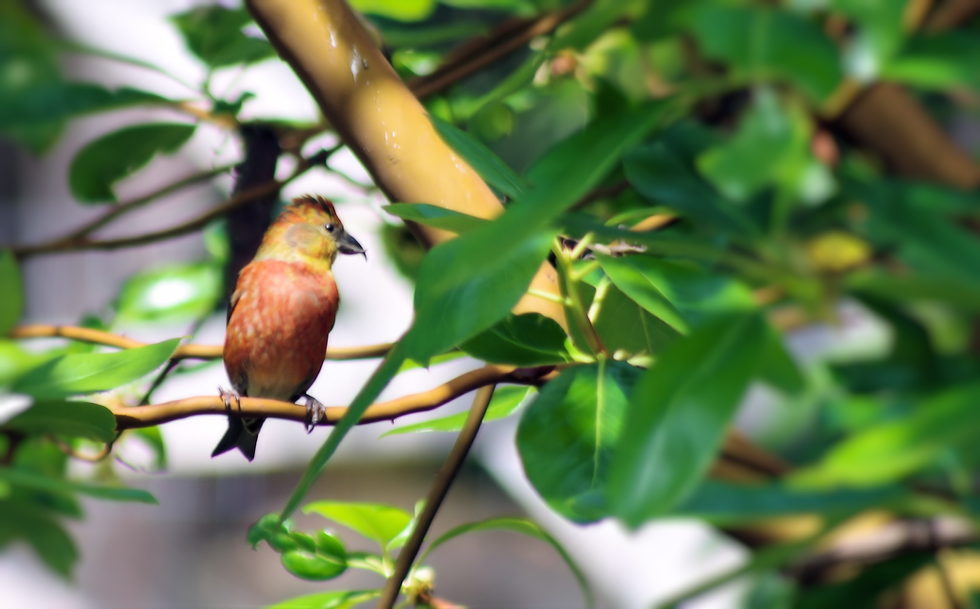 birdtree.png