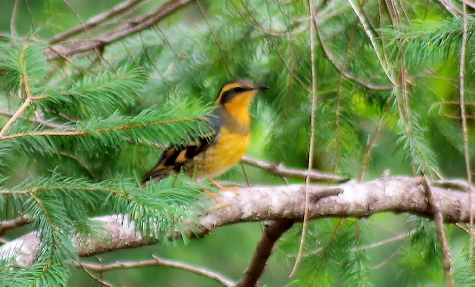 littlebirdoutdoors.png
