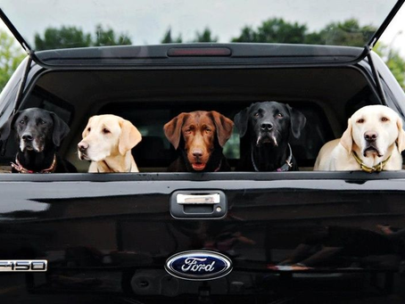 Pet-Friendly Fords: The Best SUVs For Dog Owners In Mississauga