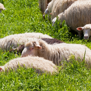 Hydrolyzed Wool