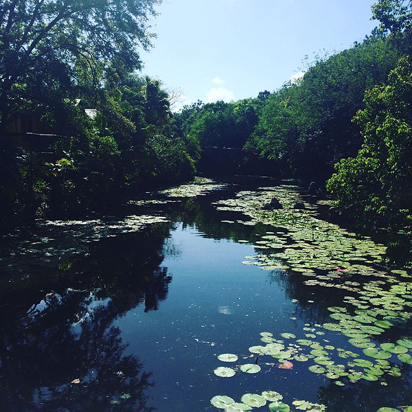 Water Lily Flow of life Esther Rouah Practitioner QHHT Level1 Quantum Healing Hypnosis Technique Dolores Cannon