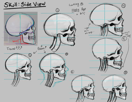 Skull_Side_View.jpg