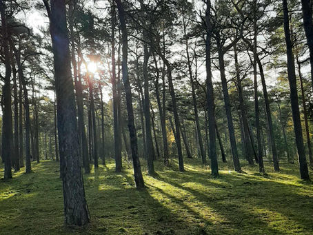 Daglig Självcoachning. Reflektion i Rörelse