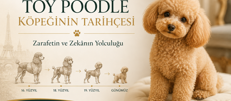 Toy Poodle Köpeğinin Tarihçesi: Zarafetin ve Zekânın Yolculuğu