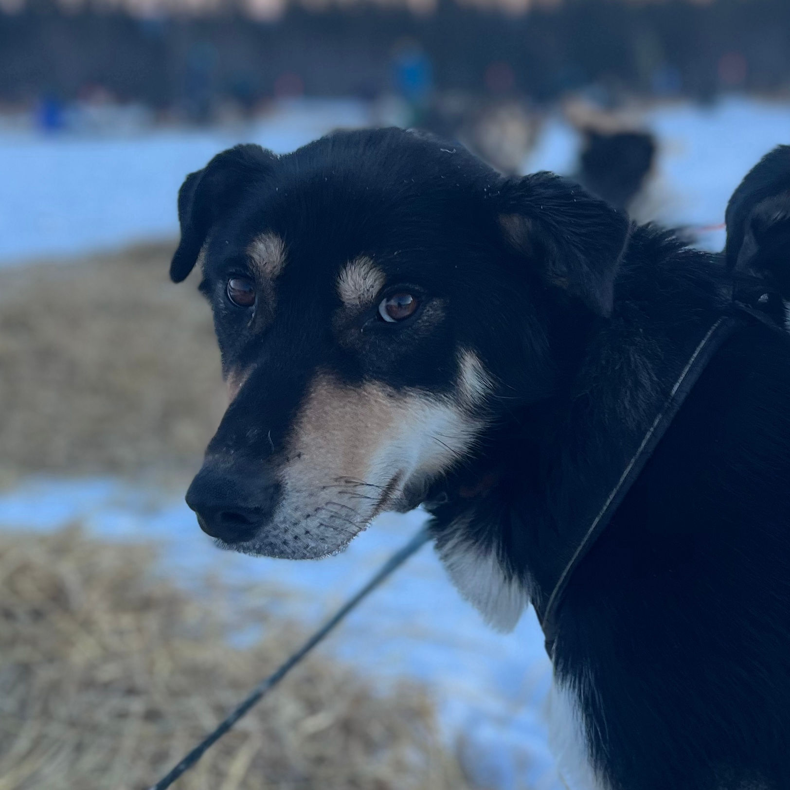 Sponsor Charger (Team Dog Sponsorship)