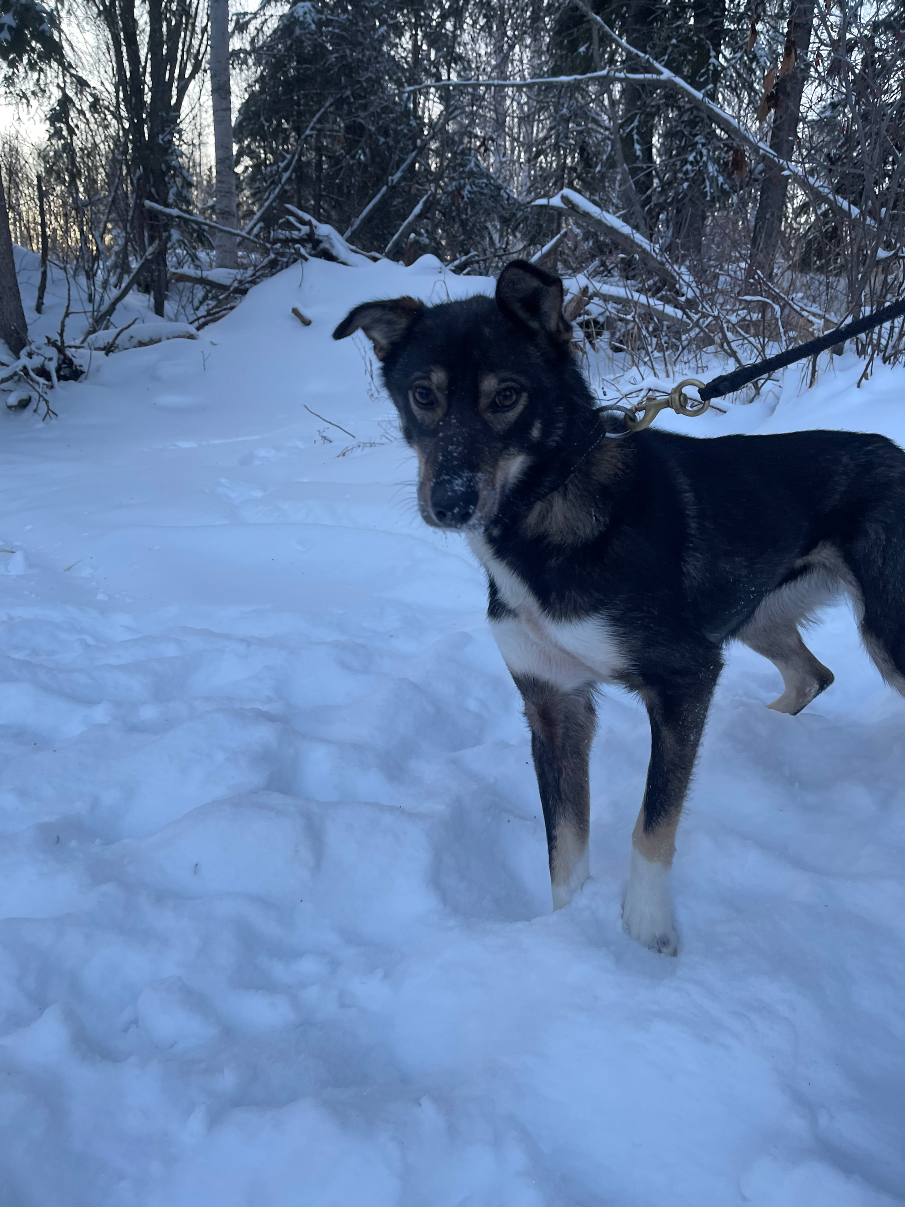 Sponsor Tiny (Point Dog Sponsorship)