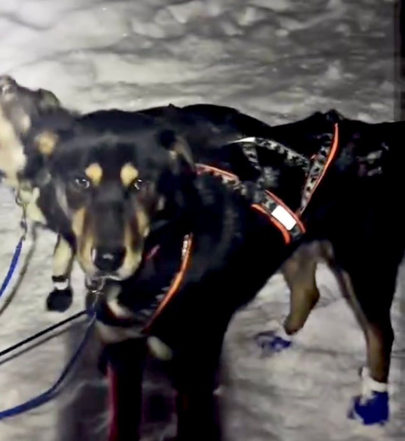 Sponsor Sparky (Point Dog Sponsorship)