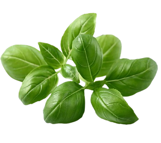 Basil_plant_1280x960_506752fc-b241-4f68-9cd0-2cdb579b051e-removebg-preview.png