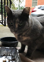 IMG_1219.jpeg