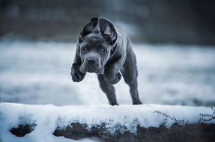 Loki jumping over logs