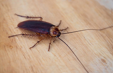 PCO(ムカデ・ゴキブリ・黒あり等)害虫駆除