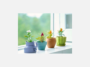 鉢植え