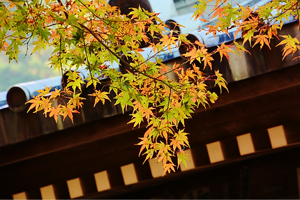 寺院ならではの静かな環境の中で、ご葬儀を執り行います。