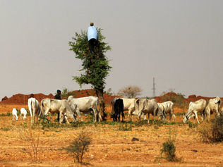 Rising insecurity in northwest Nigeria: Terrorism thinly disguised as banditry