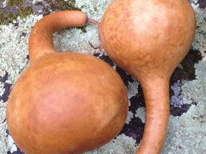 DIY - Drying Gourds