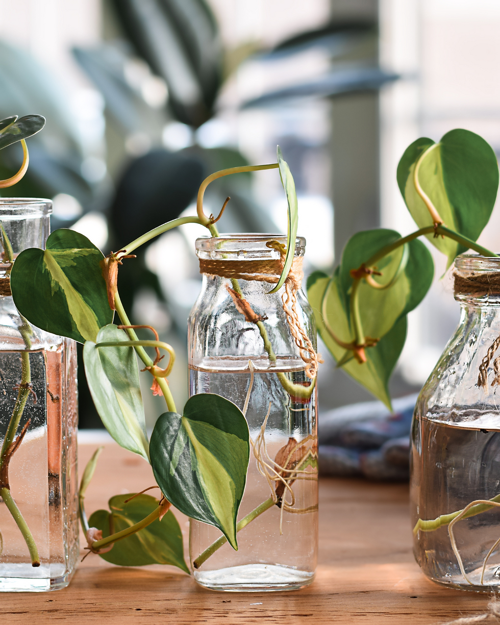 Propagating herbs is a great way to save money.