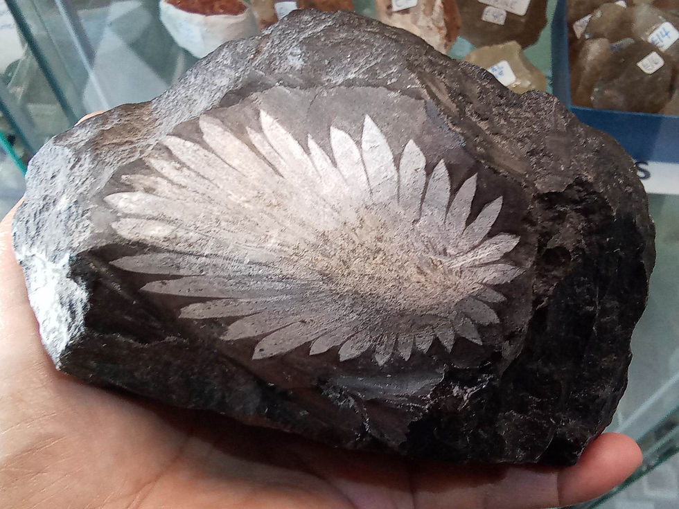 Fossil in rock, leaf-like pattern
