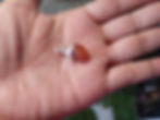 Thumbnail: A hand holding a Carnelian crystal pendant