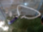 Thumbnail: Amethyst crystal necklace pendant