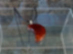 Thumbnail: Crescent moon pendant necklace, dark red gemstone