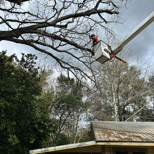 Tree Trimming