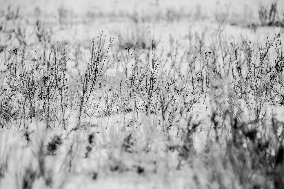 Winter Wonderland