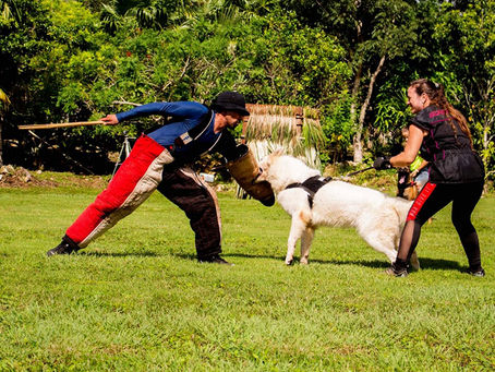 Perros Multifuncionales