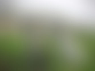 Césarea en animales de compañía