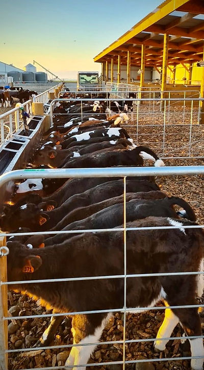 Milk Bar calf feeders