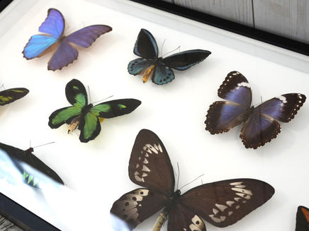 2025年夏季の昆虫展が無事に終了しました【標本レンタル】