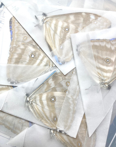 ⚠️トラウター商品⚠️ 昆虫標本　モルフォチョウ Amazon.co.jp: 蝶の標本 エガモルフォ Morpho aega モルフォ