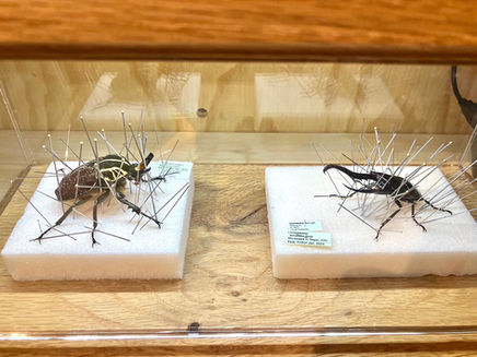 軽井沢書店(長野県・軽井沢)にて展足風景再現標本の展示&「昆虫展足の世界」が販売中です
