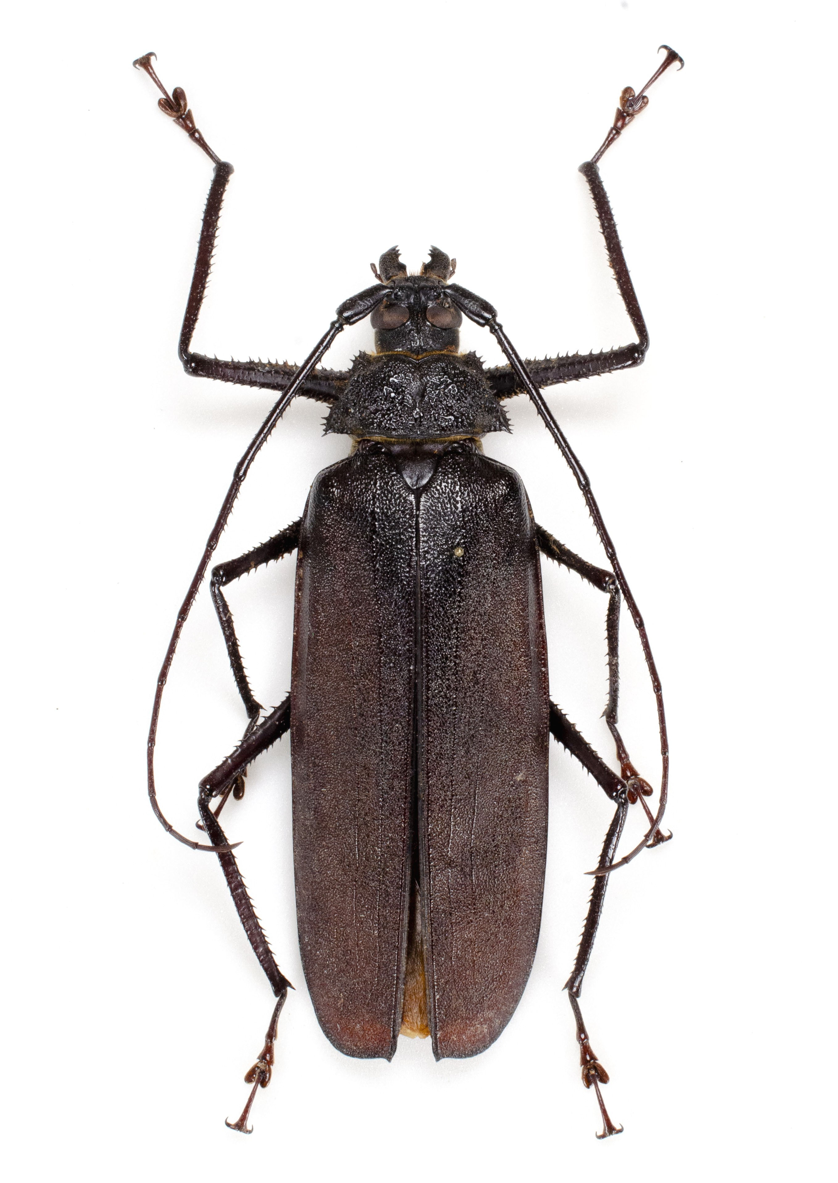 巨大121㎜Telotoma hayesi ♀　※価格応相談