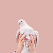 Hands Holding a Dove