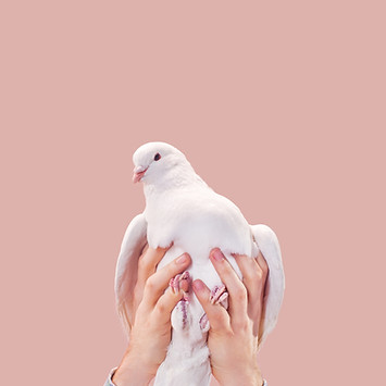 Hands Holding a Dove