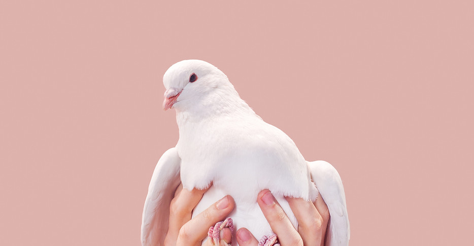 Hands Holding a Dove