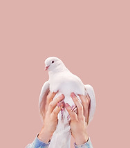 Hands Holding a Dove