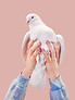 Hands Holding a Dove