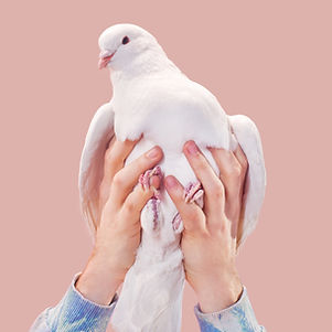 Hands Holding a Dove