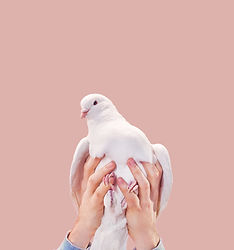 Hands Holding a Dove