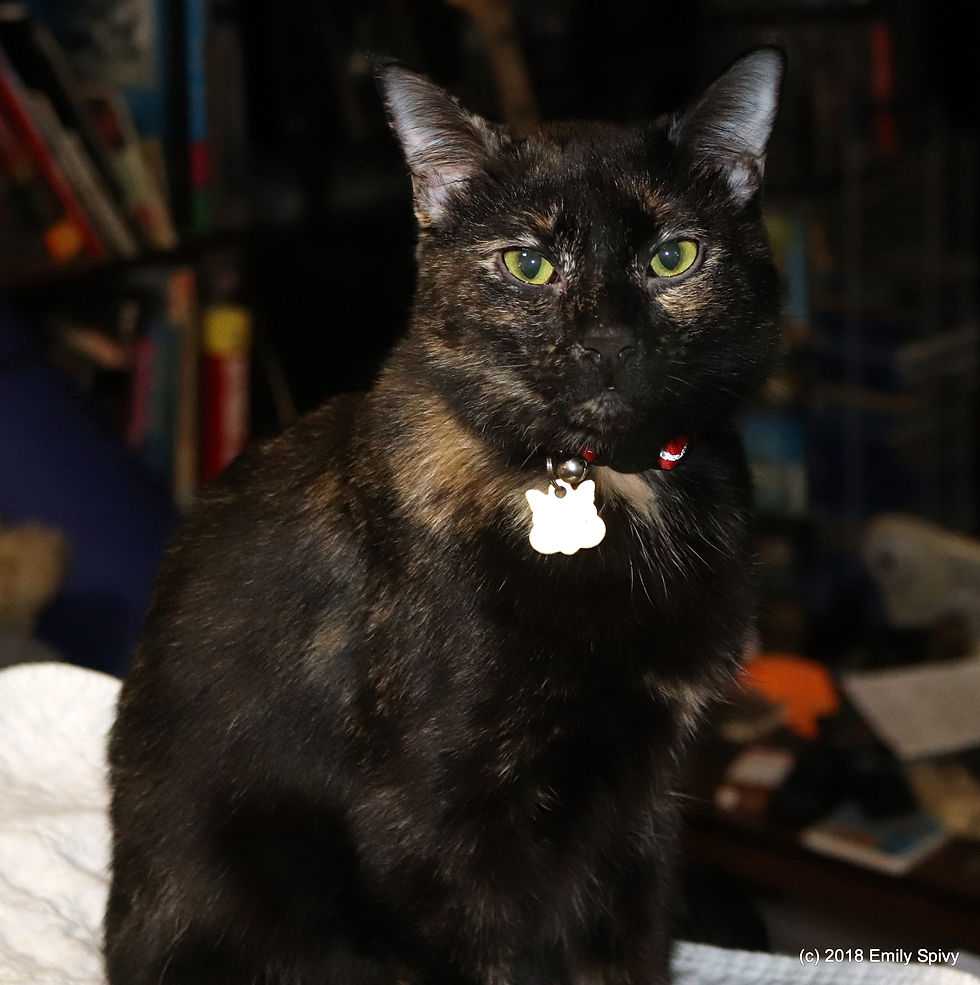 Hertz the Cat
