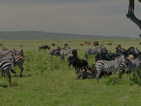 Serengeti National Park Tour Package