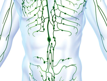 4 Ways To Naturally Support Your Lymphatic and Immune System.