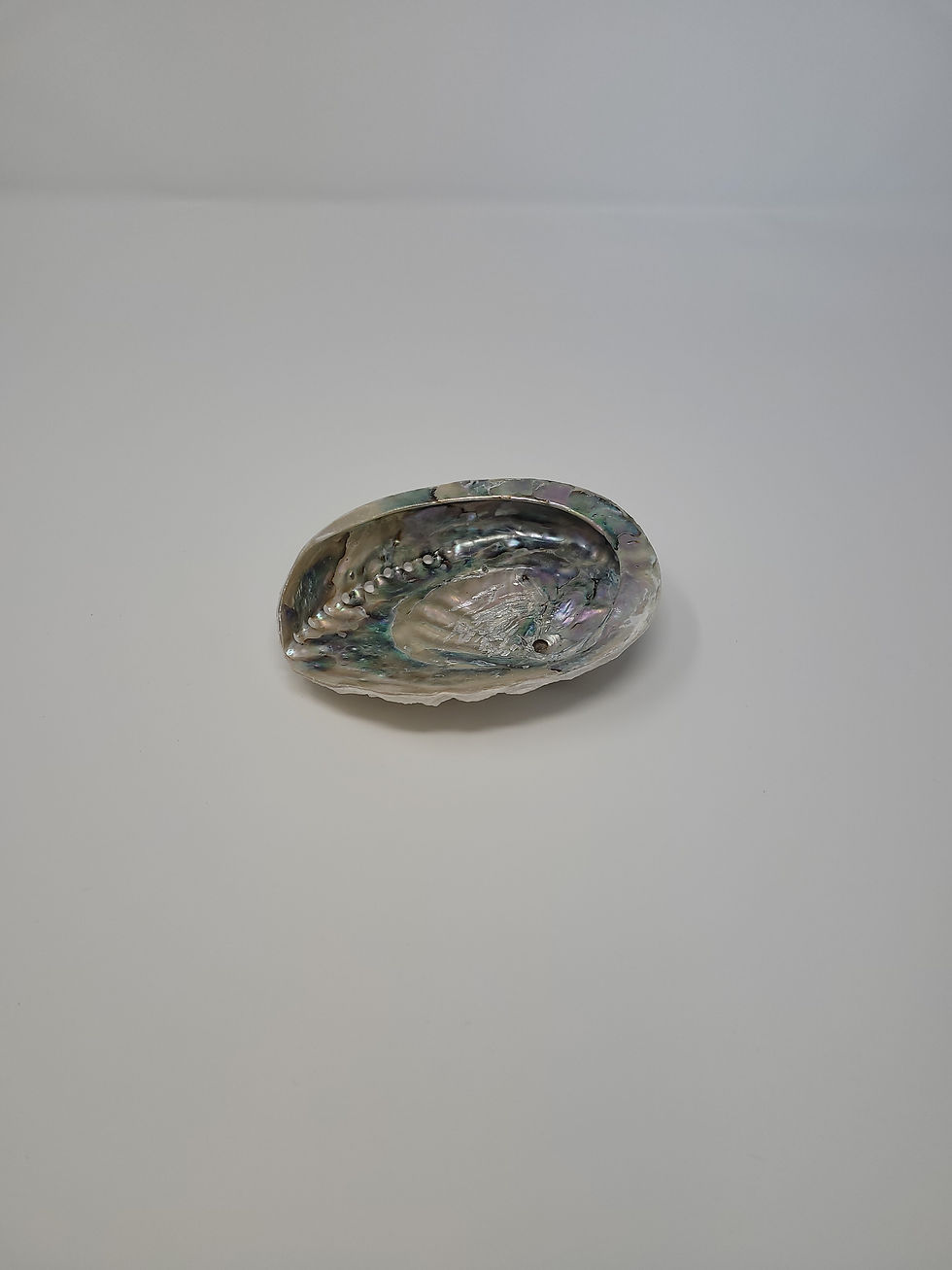 Thumbnail: Abalone Shell