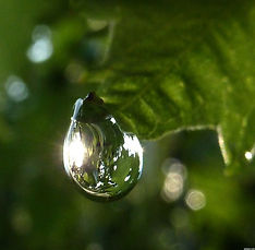 pretty raindrop.jpg